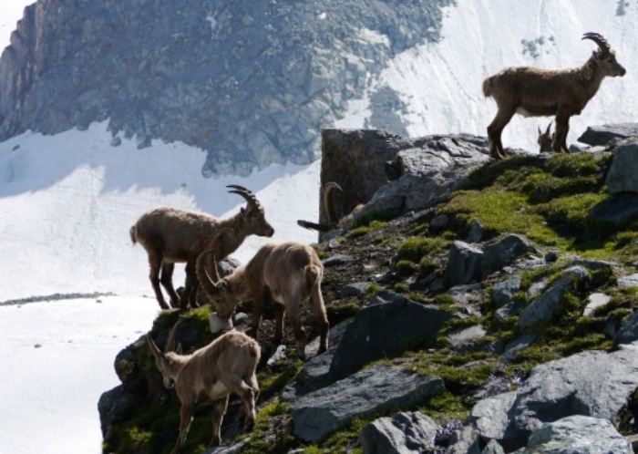 mountain goats